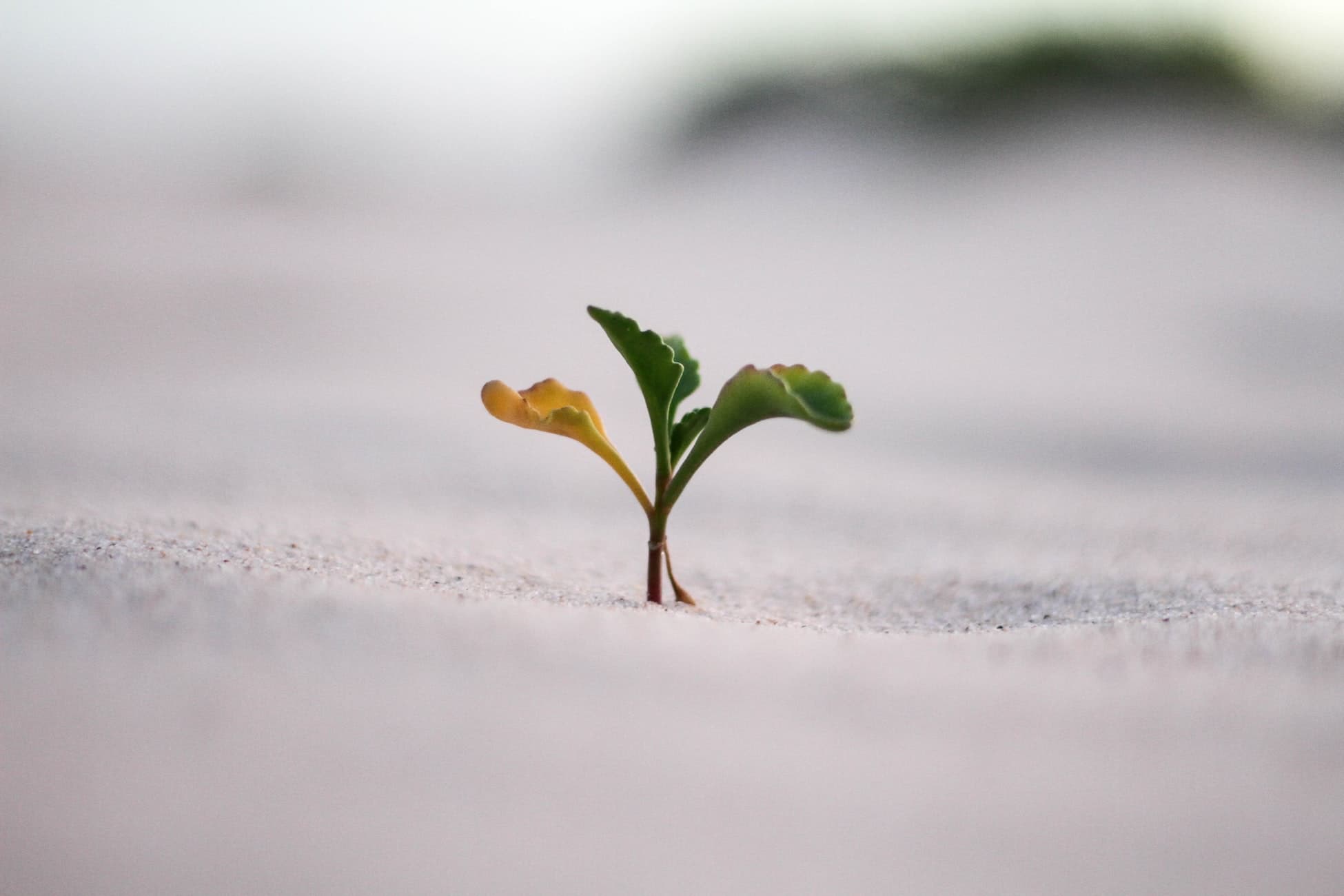 crescita-personale-personal-growth-machine-learning-blog-data-science-tensorflow-gpu-mailchimp-api-blog